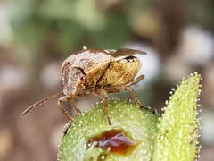 Stagonomus bipunctatus