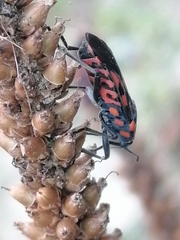 Spilostethus saxatilis