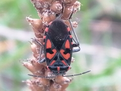 Spilostethus saxatilis