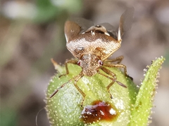 Stagonomus bipunctatus