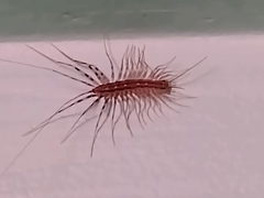 Scutigera coleoptrata