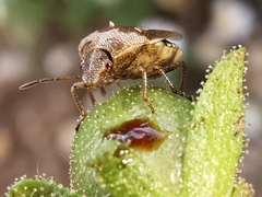 Stagonomus bipunctatus