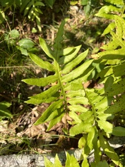 Woodwardia areolata