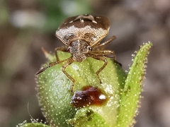 Stagonomus bipunctatus