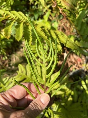 Woodwardia areolata