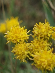Galatella linosyris