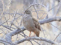 Pternistis adspersus