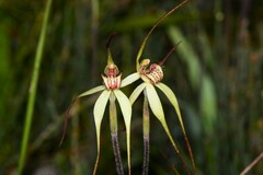 Caladenia orientalis