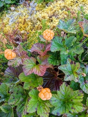 Rubus chamaemorus