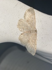 Melanolophia signataria