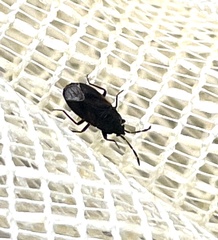 Rhyparochromidae