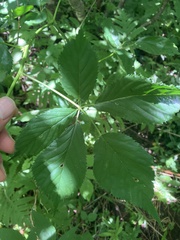 Rubus canadensis