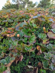 Rubus chamaemorus