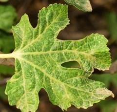 Acaridae