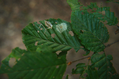 Arthropoda