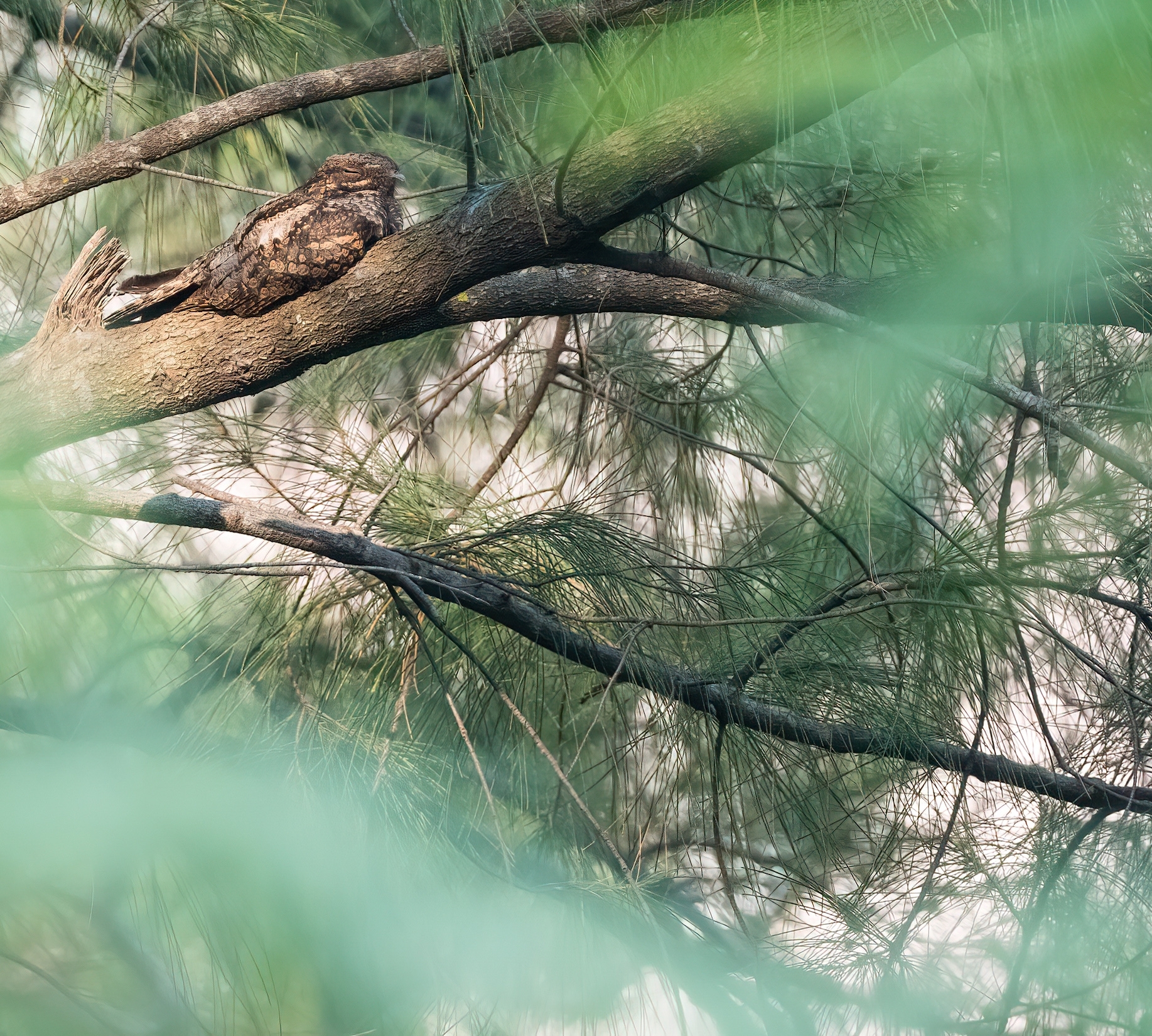 Grey Nightjar (Caprimulgus jotaka)