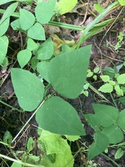 Amphicarpaea bracteata