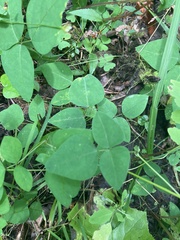 Amphicarpaea bracteata