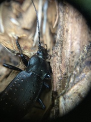 Carabus hortensis