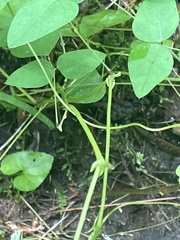 Amphicarpaea bracteata