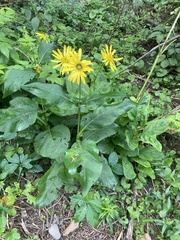 Silphium perfoliatum