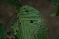 Arthropoda