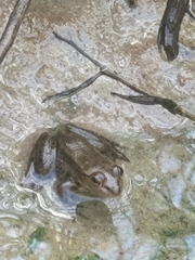 Lithobates grylio