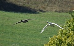 Anser anser domesticus