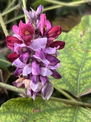 Pueraria montana