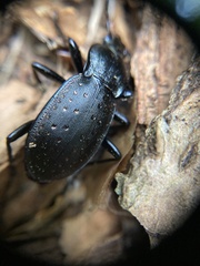 Carabus hortensis