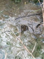 Lithobates grylio