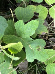 Pueraria montana