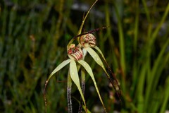 Caladenia orientalis