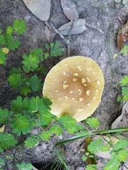 Validae