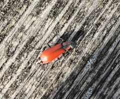 Anthocomus rufus