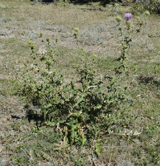 Cirsium serrulatum