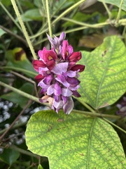 Pueraria montana