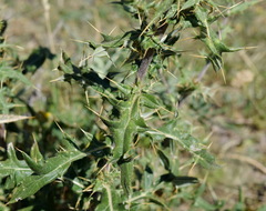 Cirsium serrulatum