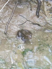 Lithobates grylio