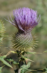 Cirsium serrulatum