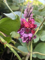Pueraria montana