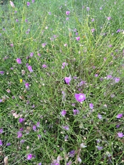 Agalinis strictifolia