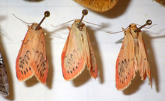 Miltochrista miniata