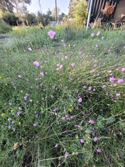 Agalinis strictifolia