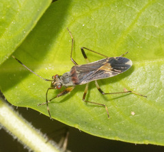 Rhyparochrominae