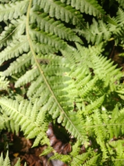 Polypodiopsida