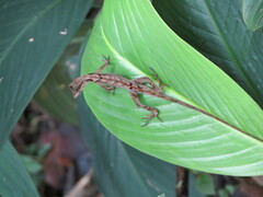 Anolis scypheus