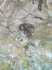 Lithobates grylio