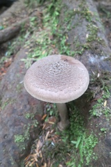 Amanita porphyria