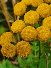 Tanacetum vulgare